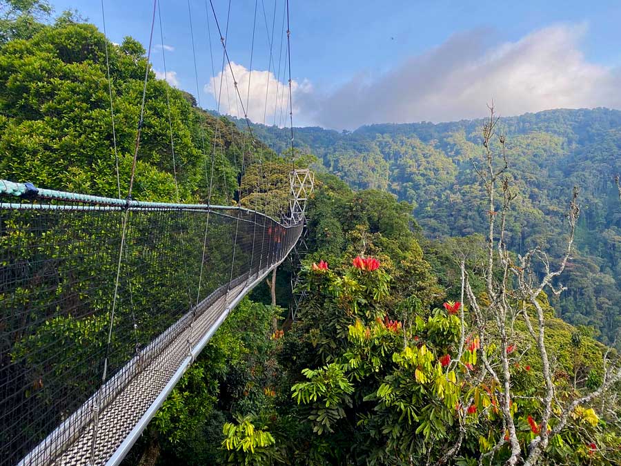 Nyungwe Forest